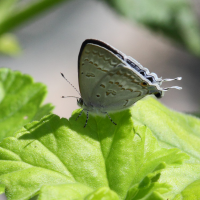 Leptomyrina phidias (Thécla)