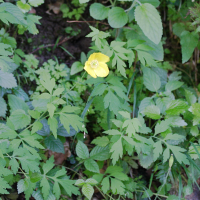 Meconopsis cambrica (Pavot du Pays de Galles, Pavot jaune)