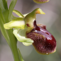 ophrys_arachnitiformis7bd