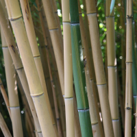 Phyllostachys vivax (Bambou géant)