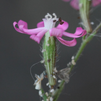 silene_colorata_colorata2bd