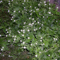 stellaria_palustris1md (Stellaria palustris)