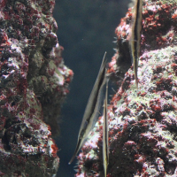 Aeoliscus strigatus (Poisson-couteau, Canif, Poisson-crevette)