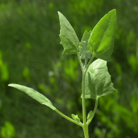 atriplex_prostrata_prostrata2md (Atriplex prostrata)