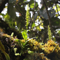 benthamia_nigrescens2md (Benthamia nigrescens)