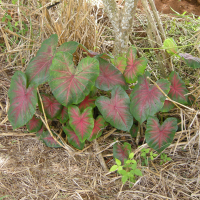 Caladium bicolor (Caladium)