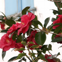 camellia_japonica3md