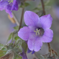 campanula_hagielia4md (Campanula hagielia)