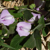 Centrosema virginianum (Centrosème de Virginie, Pois-marron savanne)