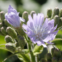 cicerbita_macrophylla3md (Cicerbita macrophylla)