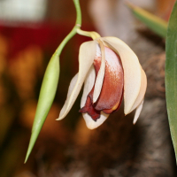 coelogyne_usitana2md (Coelogyne usitana)