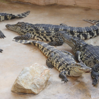 Crocodylus siamensis (Crocodile du Siam)