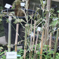 dendrocalamus_longispathus3md