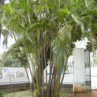 Dypsis lutescens (Chrysalidocarpus, Aréca, Palmier d'Arec, Palmier multipliant, Palmier bambou)