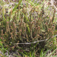 Erica galioides (Bruyère faux gaillet, Thym marron)