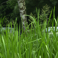 Glyceria maxima (Glycérie aquatique)