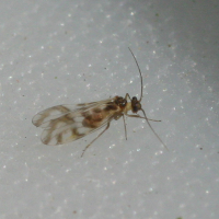 graphopsocus_cruciatus2md