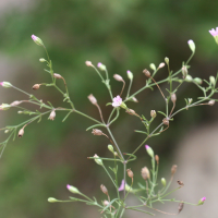 gypsophila_muralis3md