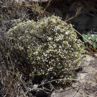 Helichrysum isalense (Immortelle de l'Isalo)