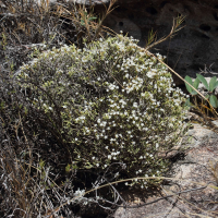 helichrysum_isalense1bd