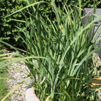 Hesperantha coccinea (Glaïeul écarlate, Lis des Cafres)