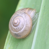 Macrochlamys indica (Escargot)
