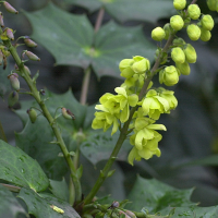 mahonia_x_media2md