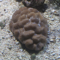 Manicina areolata (Rose de corail)