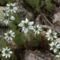 nigella_damascena4md