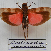 oedipoda_germanica3md