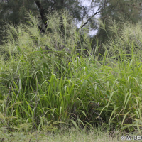 Panicum maximum (Herbe de Guinée)