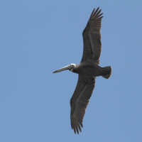 pelican_brun_-_pelecanus_occidentalis3bd