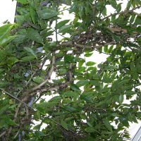 Pereskia aculeata (Groseille des Barbades)