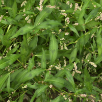 persicaria_maculosa2md