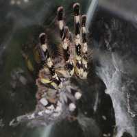 poecilotheria_fasciata2bd