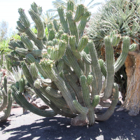 Polaskia chichipe (Cactus)