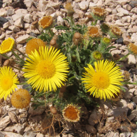 Pulicaria canariensis (Pulicaire des Canaries)