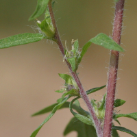 ambrosia_artemisiifolia3md