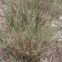 Artemisia campestris (Armoise champêtre)
