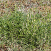 Asparagus officinalis ssp. prostratus (Asperge couchée, Asperge prostrée)