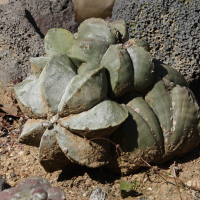 astrophytum_myriostigma4md (Astrophytum myriostigma)