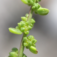 beta_maritima5md (Beta vulgaris ssp. maritima)