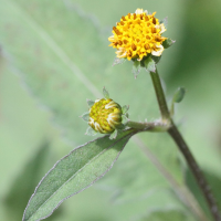 bidens_pilosa4md (Bidens pilosa)