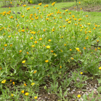 calendula_arvensis1bmd (Calendula arvensis)