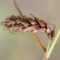 Carex binervis (Laiche à deux nervures)