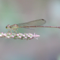 ceriagrion_glabrum3bd (Ceriagrion glabrum)