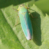 cicadella_viridis3abd (Cicadella viridis)