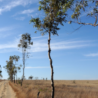 corymbia_citriodora2md (Corymbia citriodora)