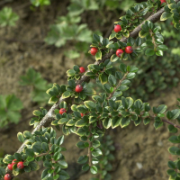 cotoneaster_horizontalis2md (Cotoneaster horizontalis)