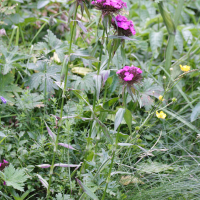 Dianthus barbatus (Œillet barbu, Œillet de Girardin)